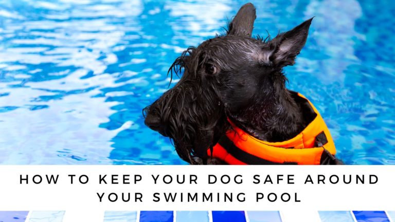 Pool Safety for Dogs: How to Keep Your Dog Safe Around Your Swimming Pool