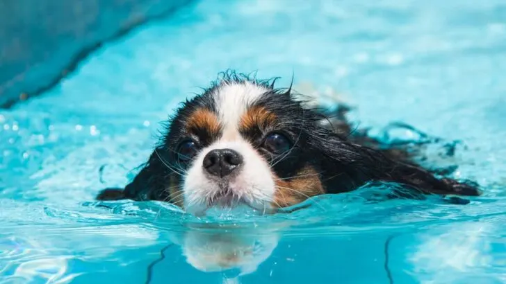 swimming pool safety for dogs