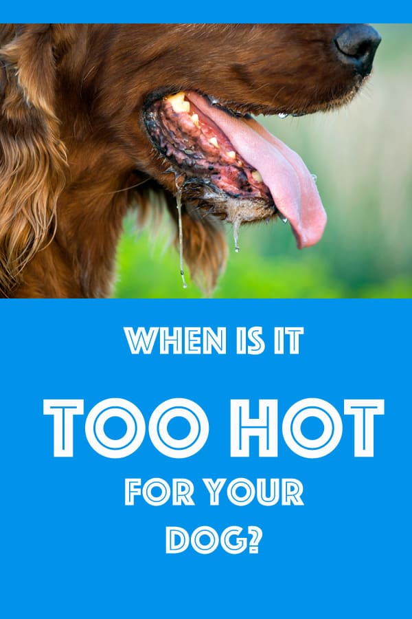 what temperature do dogs prefer