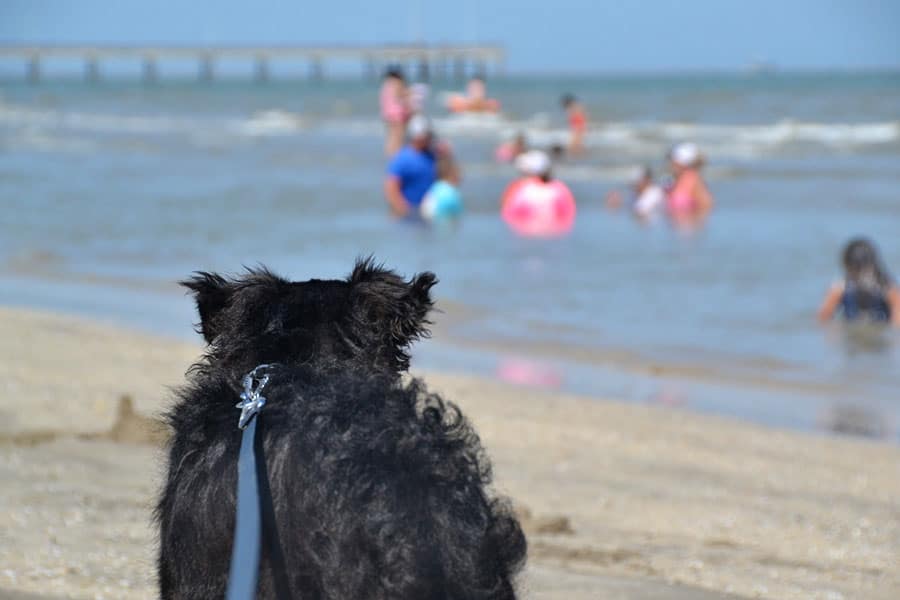 what time can dogs go on the beach