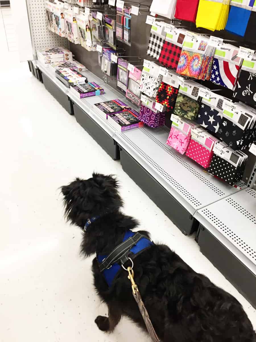 Does Michaels Allow Dogs? 2023 Pet Policy & Exclusions