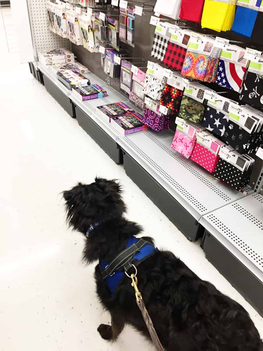 Dog Friendly Stores 100+ Stores to Shop with Your Dog