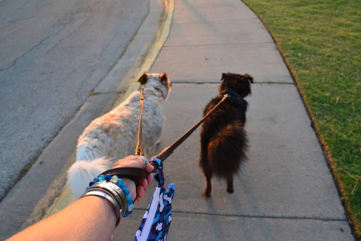 leash two dogs together
