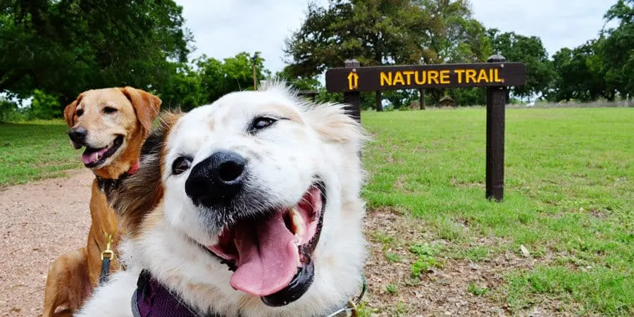 are dogs allowed in national parks trails