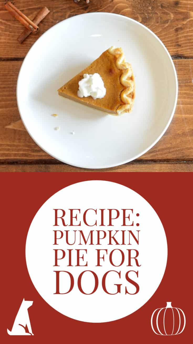 Pumpkin Pie for Dogs: Recipe from Loews Hotels