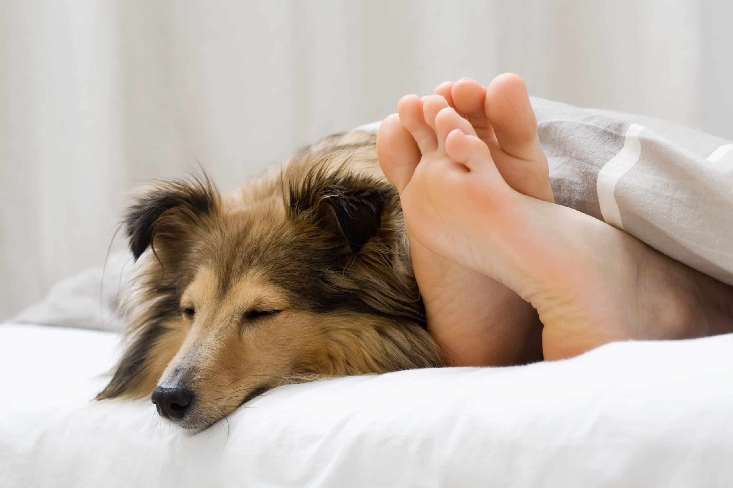 should-your-dog-sleep-in-bed-with-you