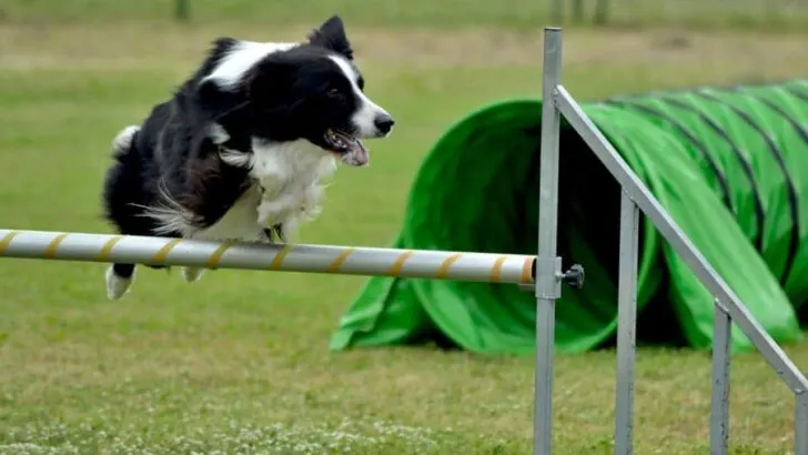 border collie agility