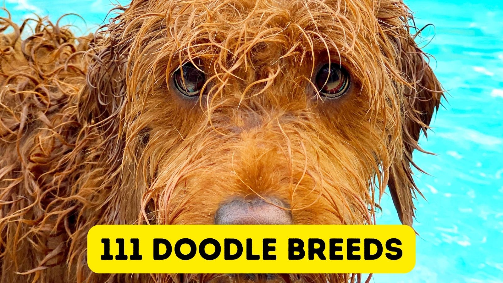 110+ Doodle Breeds - Mixes of Poodles Make You Smile! (2023)