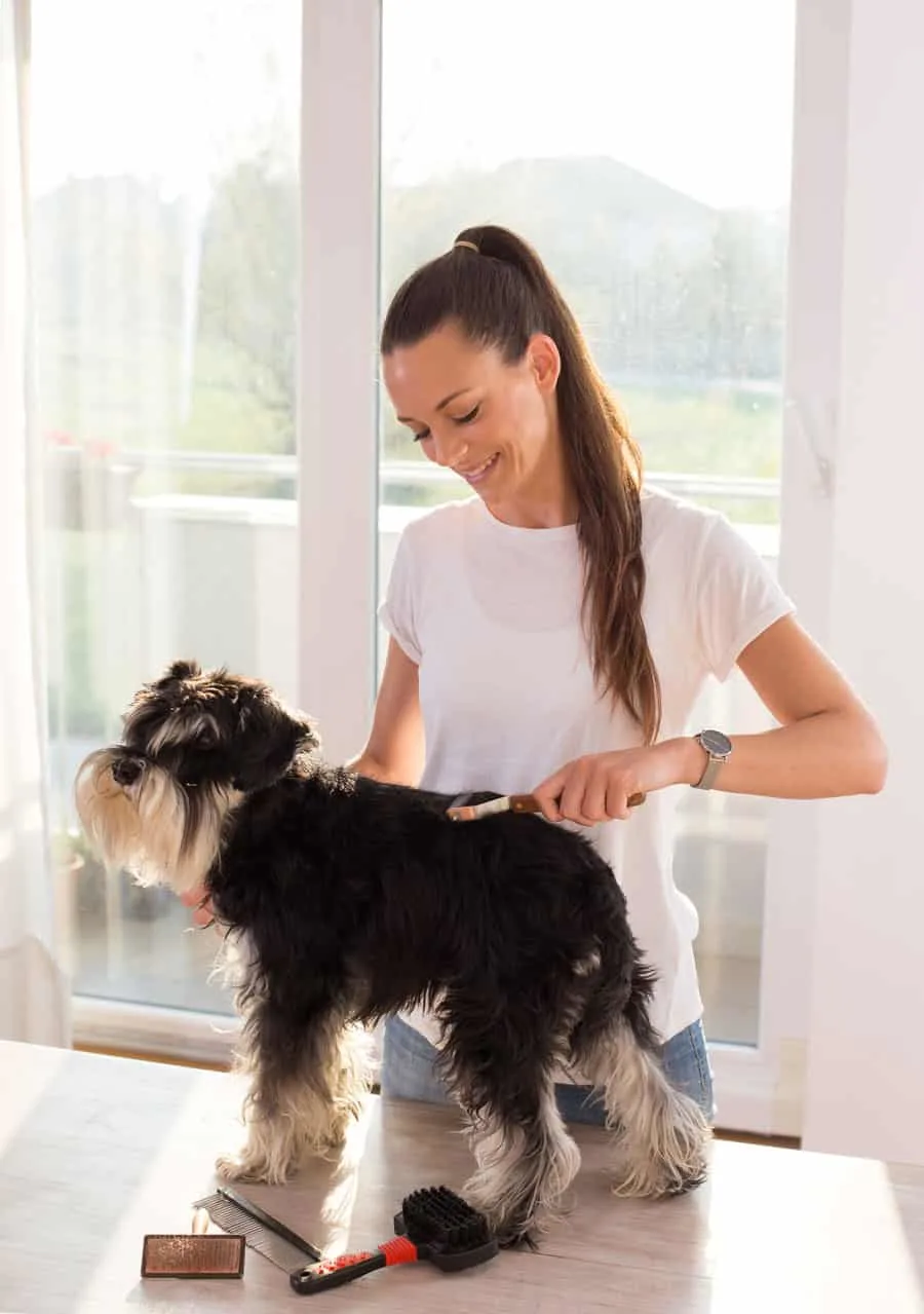 what is the best brush to use on a schnauzer