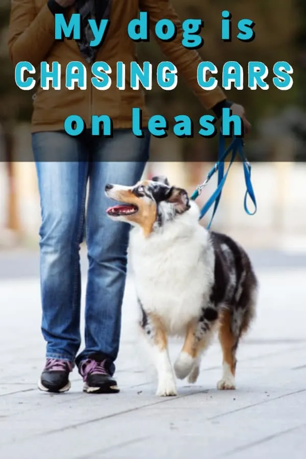 how to train a dog to stop chasing cars