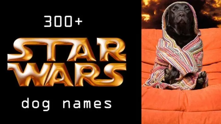 star wars dog names