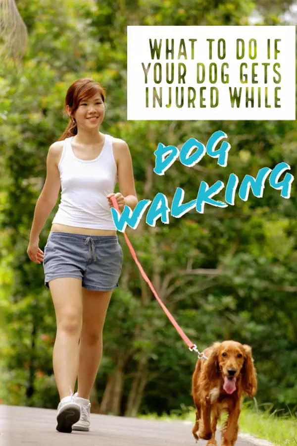 why do dogs get excited for walks