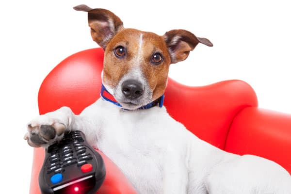 140+ TV Dog Names for Your Binge-Watching Buddy