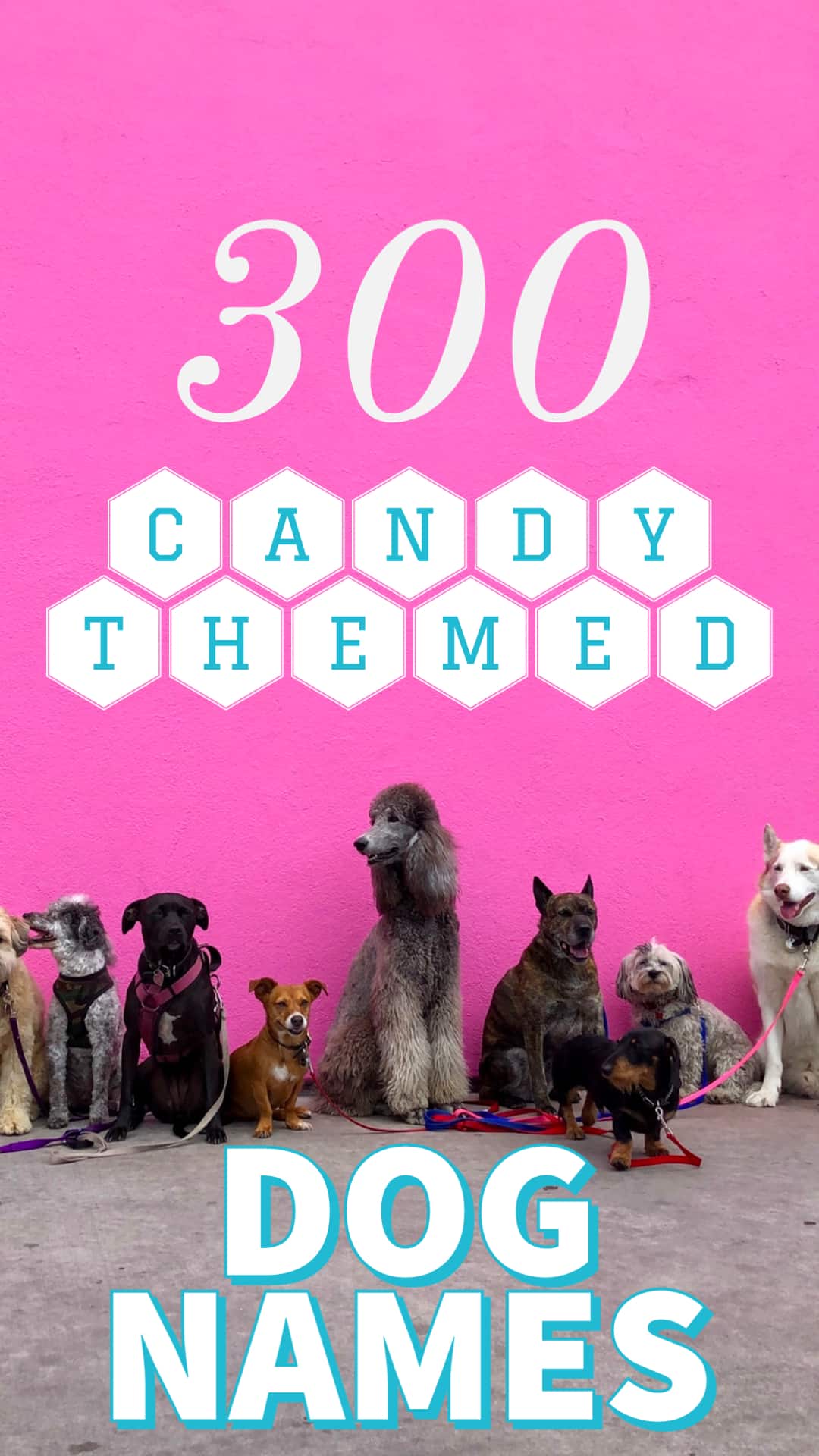 Candy Dog Names 300 Names For Your New Sweetie 