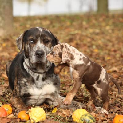 5 Strategies to Boost Your Dog’s Fitness & Muscle Health this Fall