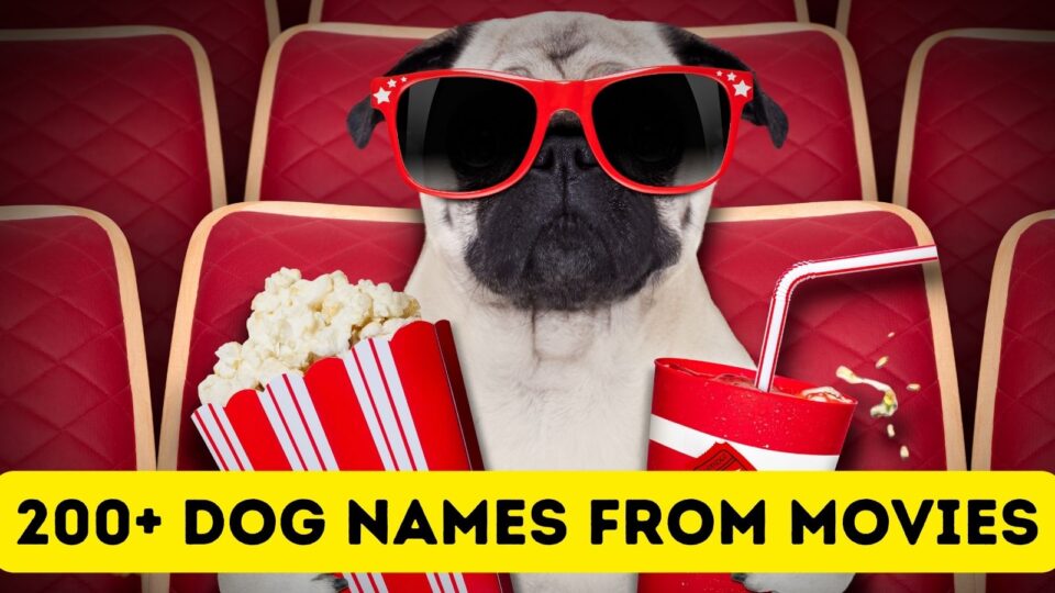 200-movie-dog-names-and-the-dogs-who-portrayed-them