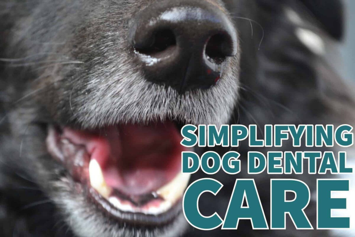 Simplifying Dog Dental Care with Suchgood