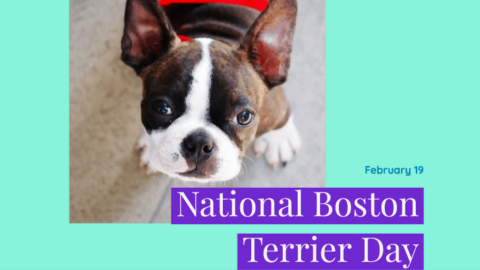 National Boston Terrier Day