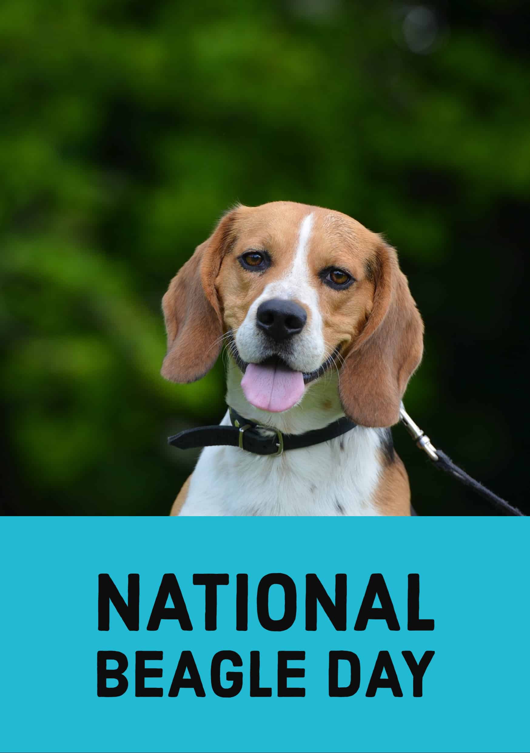 National Beagle Day