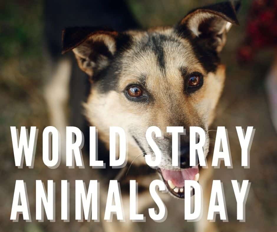 World Stray Animals Day Pet Voice