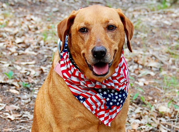 5 Ways To Keep Your Dog Safe During Fireworks 