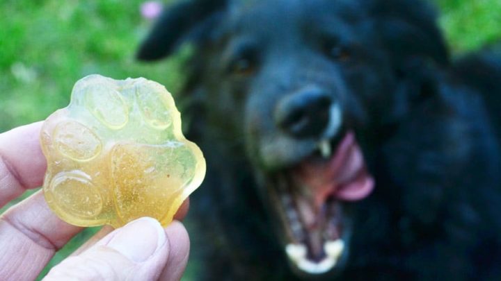 can dogs eat gummy vitamins