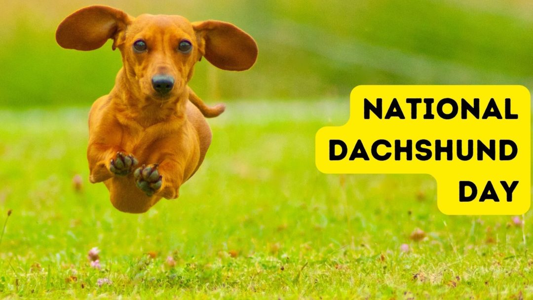 National Dachshund Day