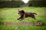 Boykin Spaniel Day