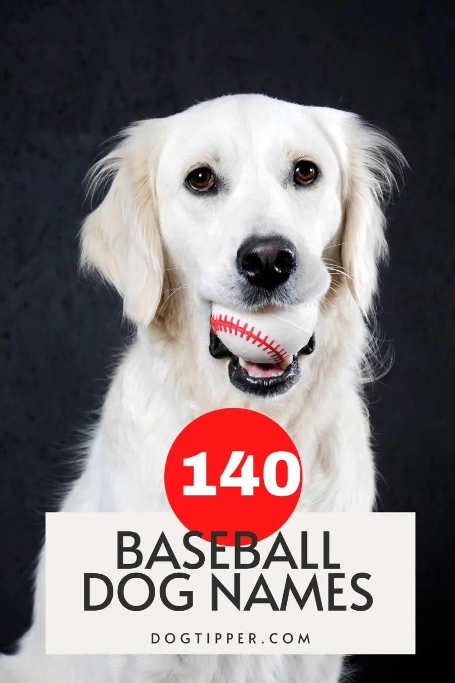 140+ Baseball Dog Names: Knock Your New Dog's Name Out of the Park!
