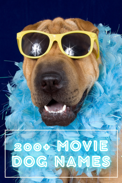 200-movie-dog-names-and-the-dogs-who-portrayed-them