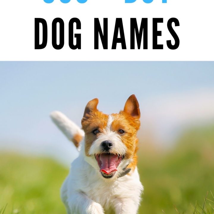 Dog Names - Thousands of Names for Your Dog - DogTipper