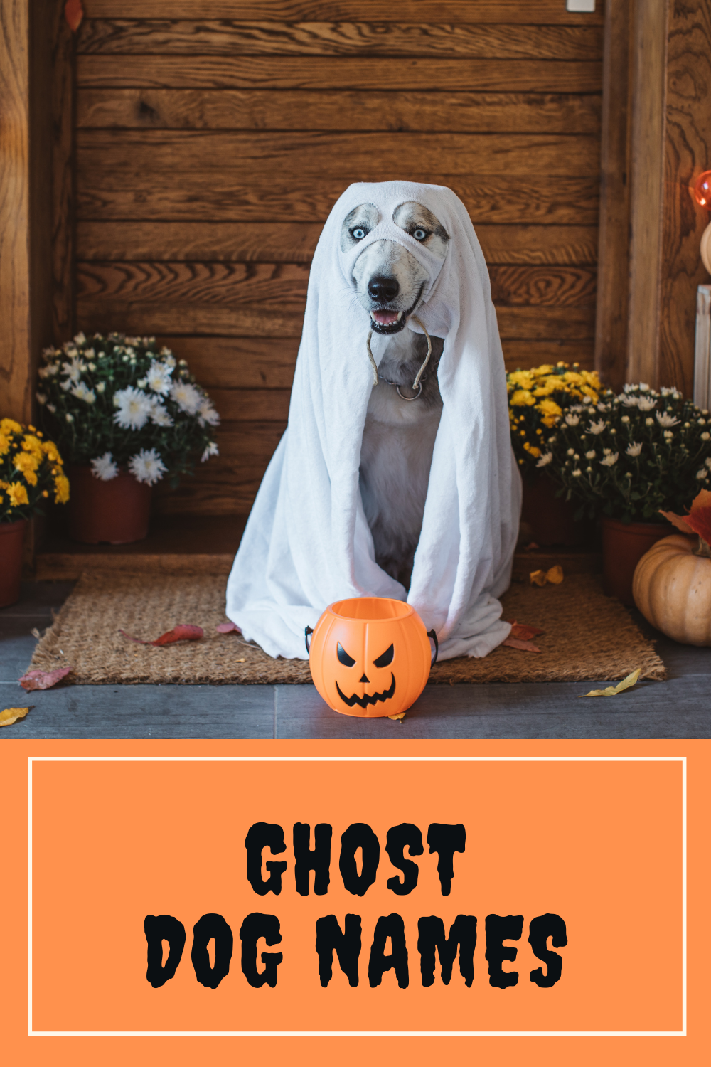 180-halloween-dog-names-a-monster-list-of-names-for-your-fur-baby-180-halloween-dog-names