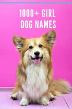 1000+ Girl Dog Names And Meanings For Your Fur Baby