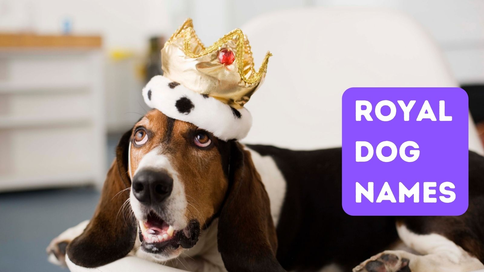 70+ Royal Dog Names for Your New Prince or Princess! 