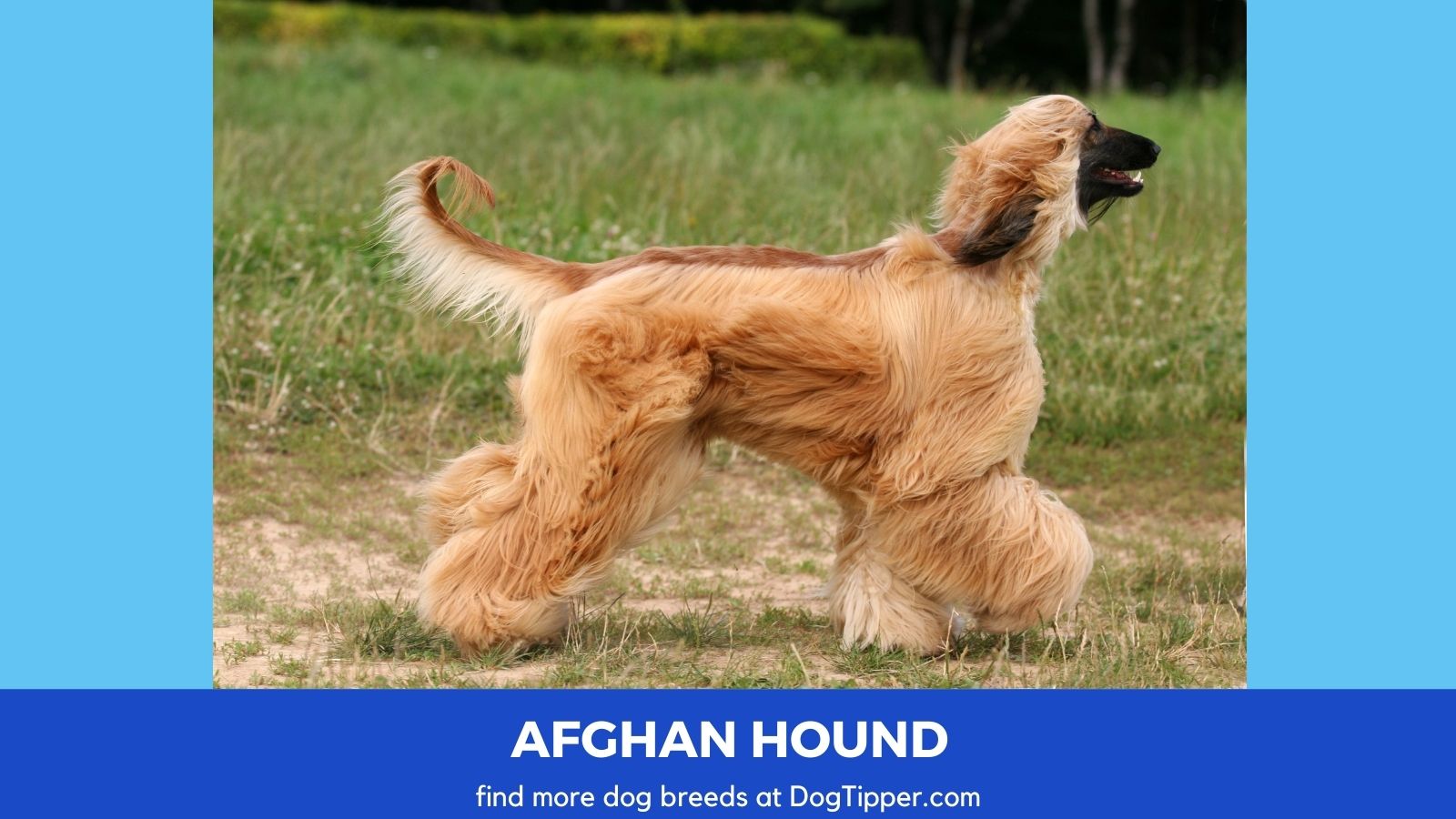 Dog Breeds that Start with A | Dog Breeds A-Z