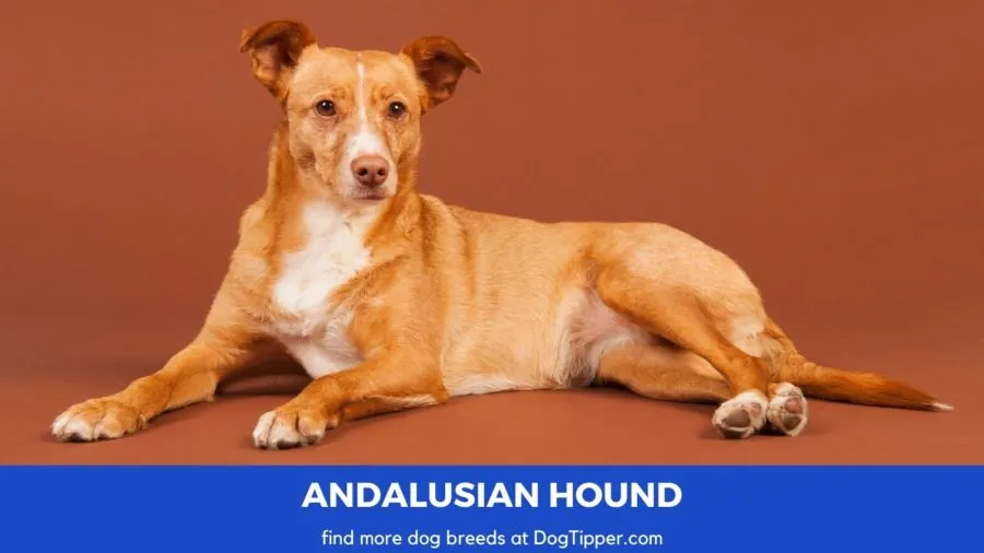 Andalusian Hound