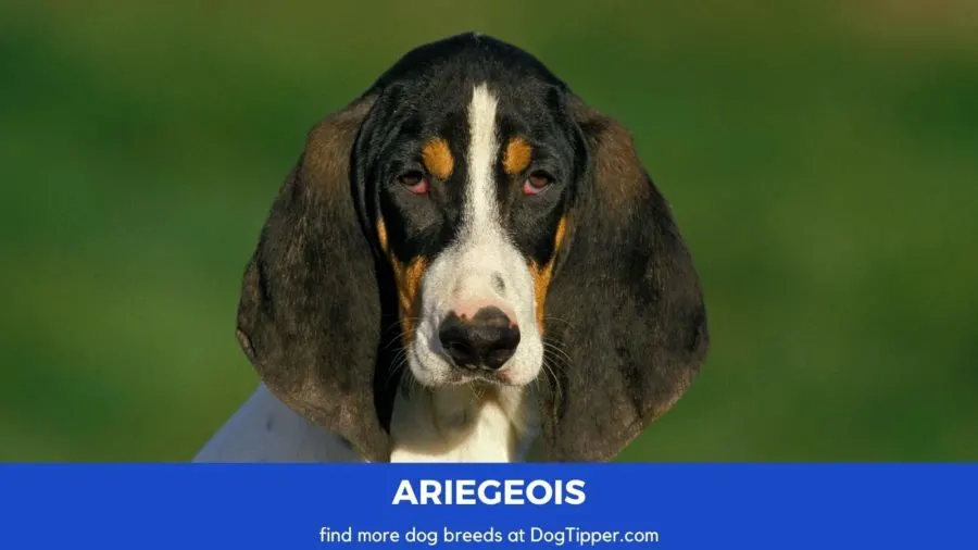 can a ariegeois and a saluki be friends