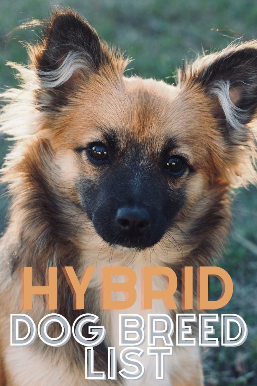 Mixed Dog Breeds: Over Hybrid Dogs!
