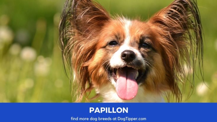 Dog Breeds that Start with P | Dog Breeds A-Z