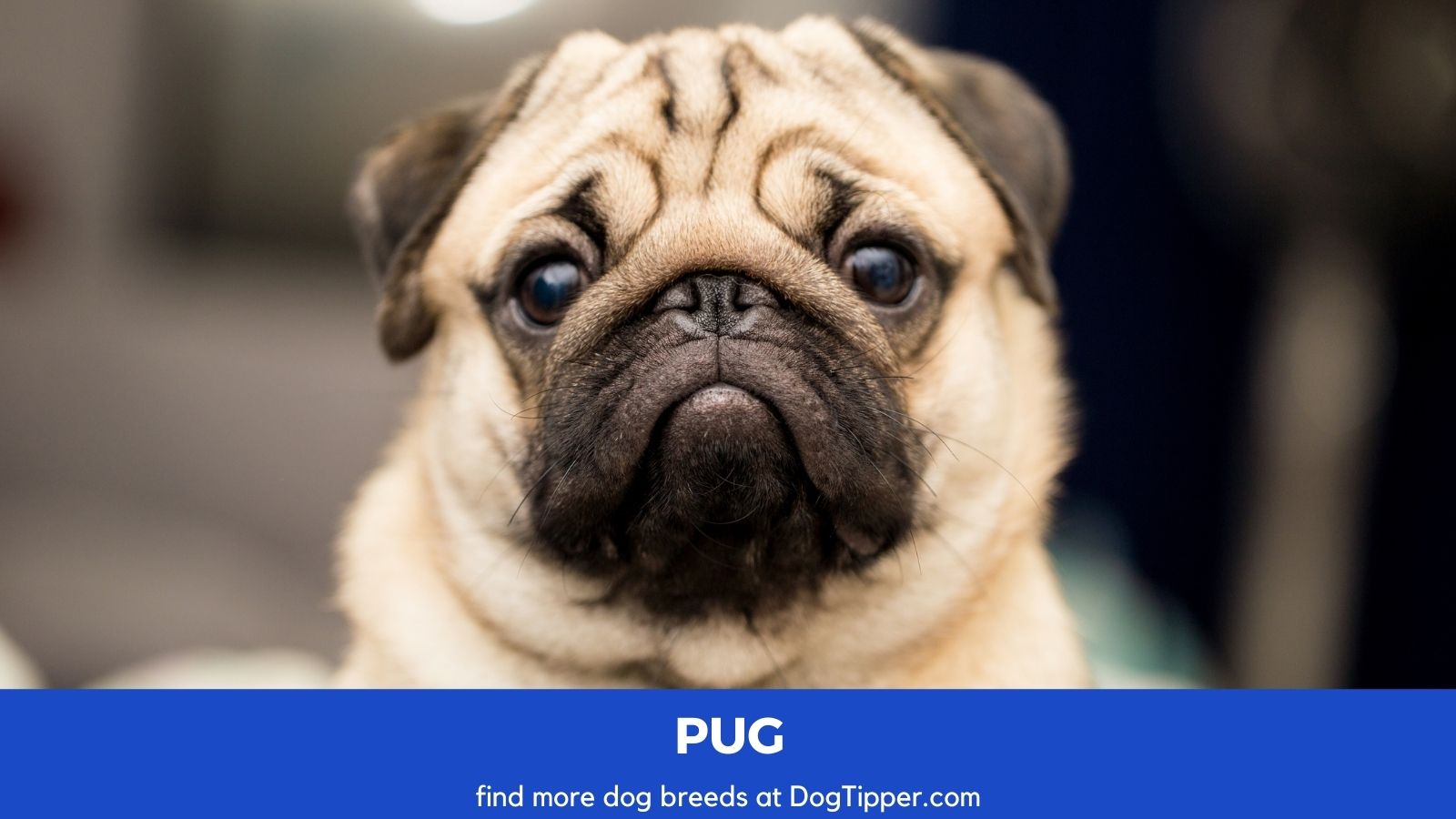 Dog Breeds that Start with P | Dog Breeds A-Z