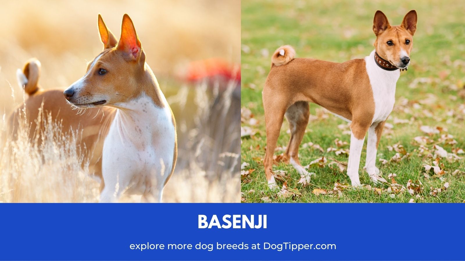 Dog Breeds That Start With B | Dog Breeds A-Z