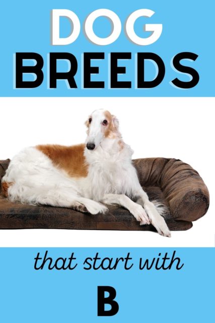 Dog Breeds That Start With B | Dog Breeds A-Z