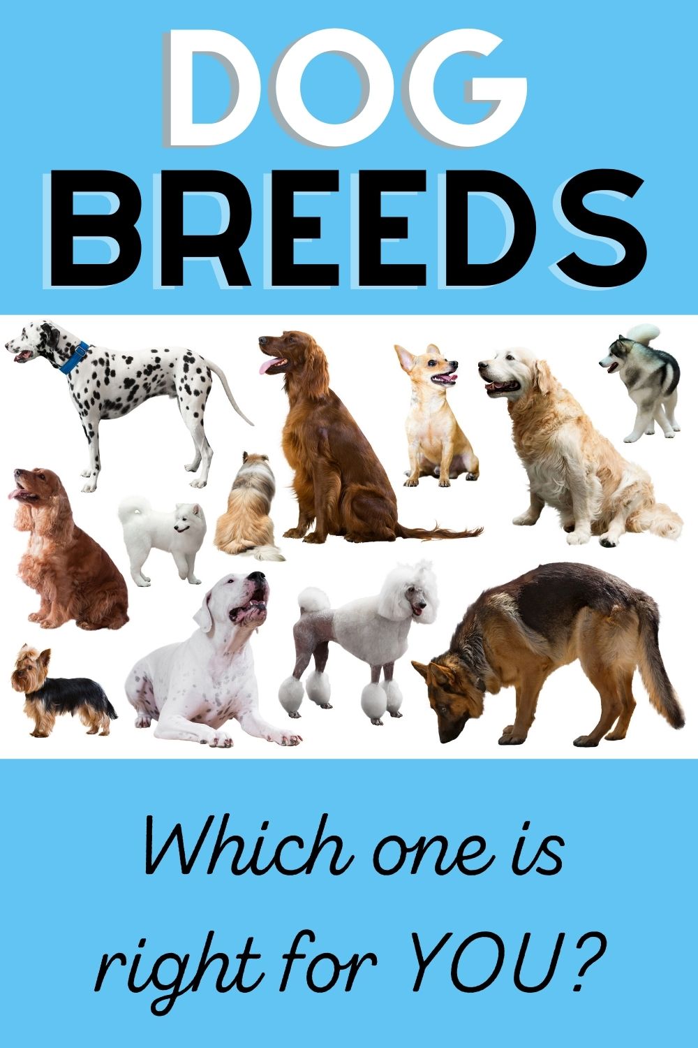 how can you tell a dogs breed