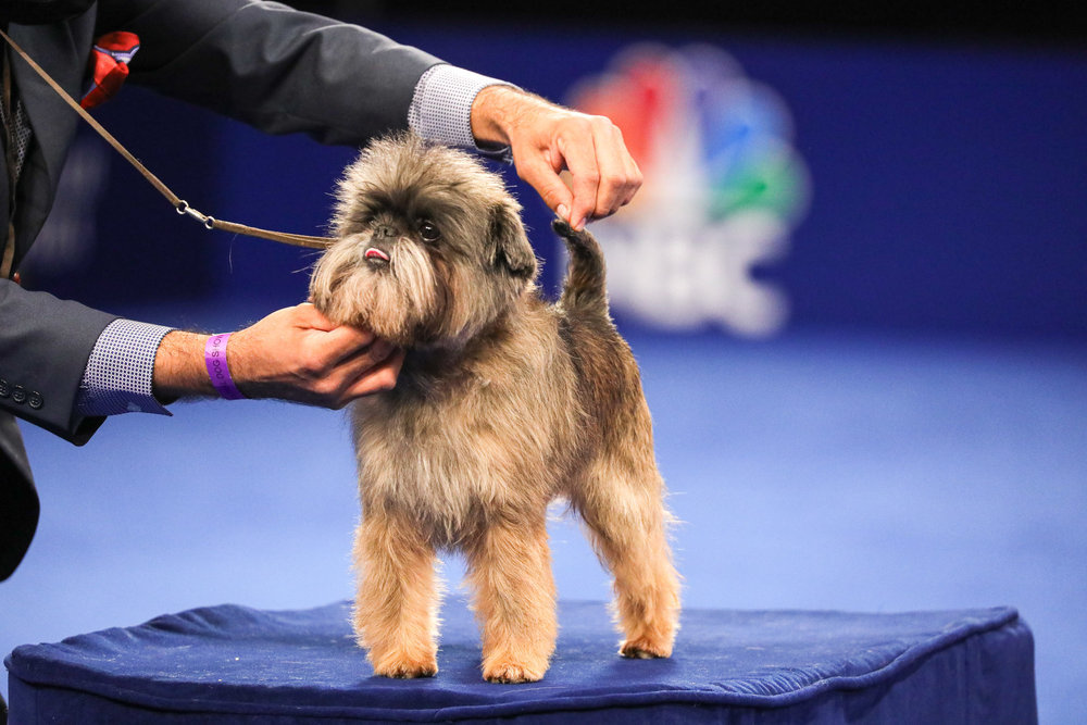 Don't Miss the Thanksgiving Day National Dog Show