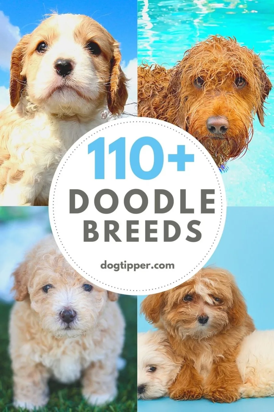 what are the different types of doodle dogs