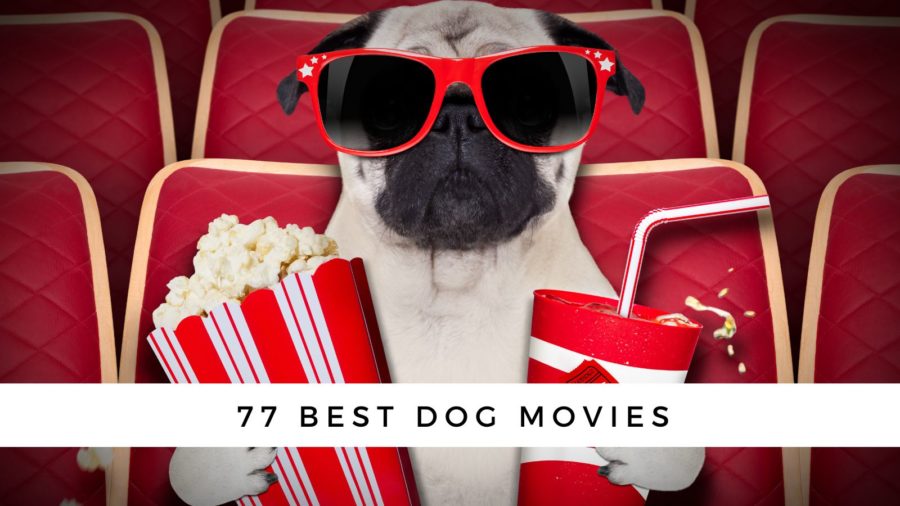 77 Best Dog Movies to Make You Laugh or Cry!