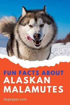 Fun Facts for Alaskan Malamute Day