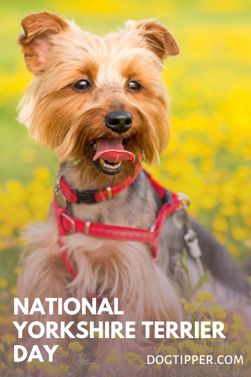 National Yorkshire Terrier Day Petbase The App