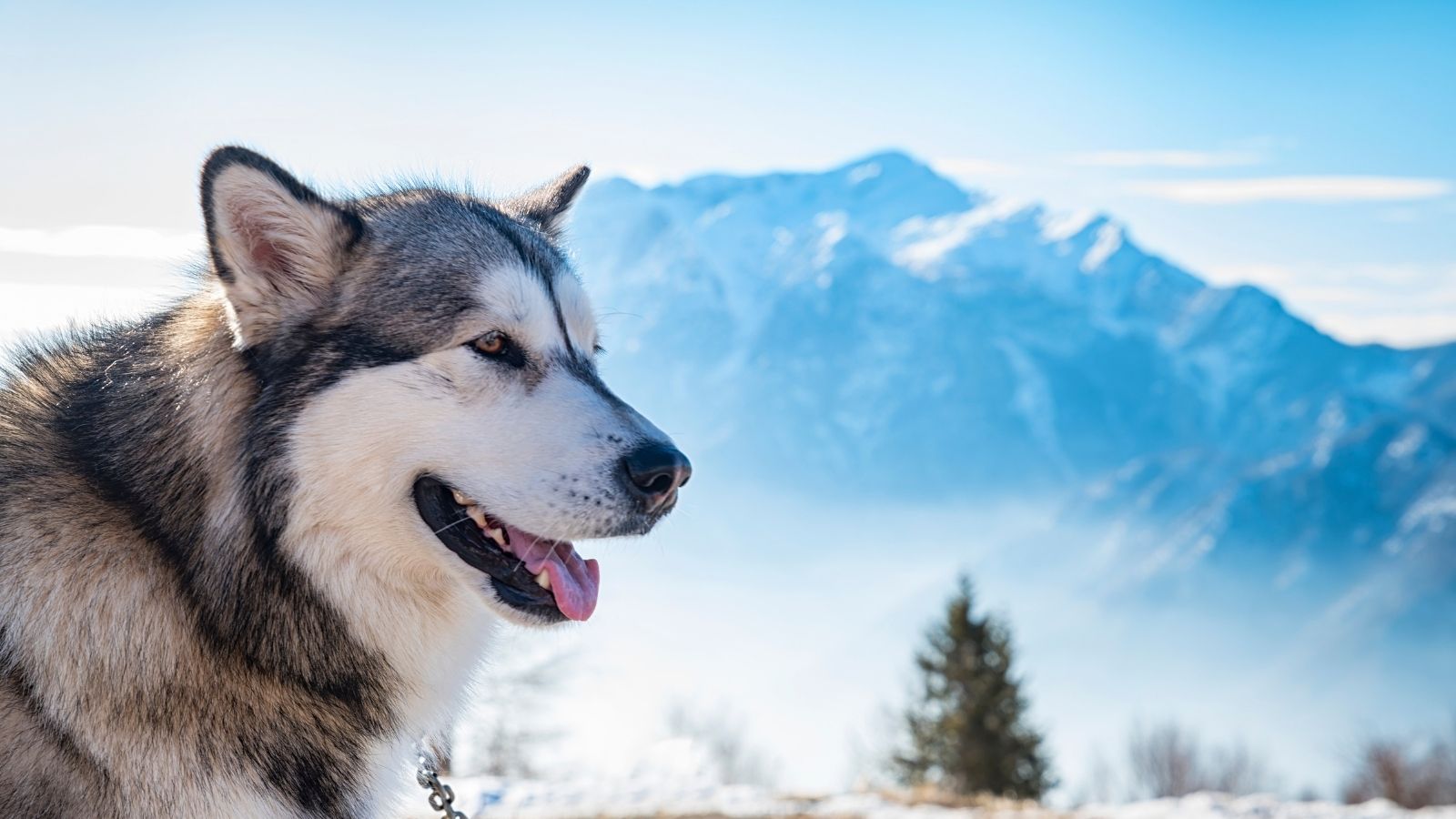 Fun Facts for Alaskan Malamute Day