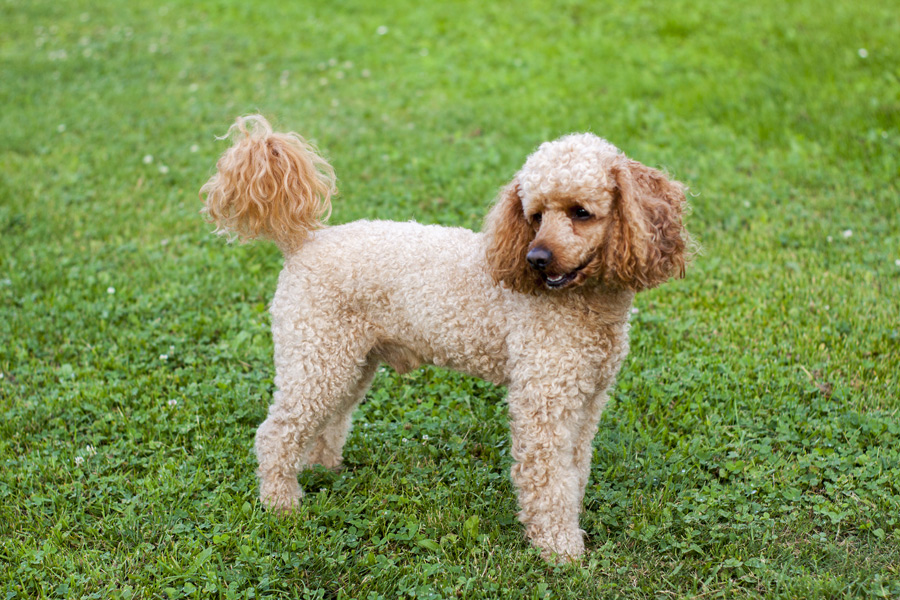 What is a Moyen Poodle?